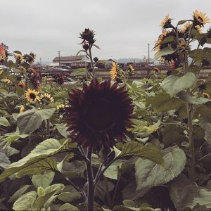 Meet your Posher, Veaunna